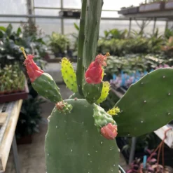 Prickly Pear Cactus - Opuntia - Great Houseplant - Easy - 6" Pot 5 Prickly Pear Cactus - Opuntia - Great Houseplant - Easy - 6" Pot -Outlet Buds Grow Store apixzgmhz 78146.1635788983
