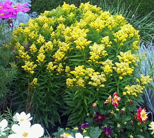 Little Lemon Goldenrod Perennial - Solidago - Quart Pot 2 Little Lemon Goldenrod Perennial - Solidago - Quart Pot - Image 2