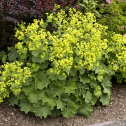 Thriller Ladys Mantle Perennial - Alchemilla - Live Plant - Quart Pot