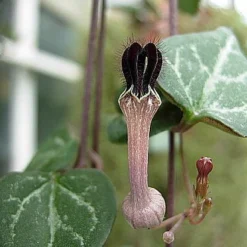 Pearl Moon Rosary Vine - Ceropegia Woodii Pretty Pk- String Of Hearts - 2.5" Pot 5 Pearl Moon Rosary Vine - Ceropegia Woodii Pretty Pk- String Of Hearts - 2.5" Pot -Outlet Buds Grow Store apiybevfn 80212.1643411712
