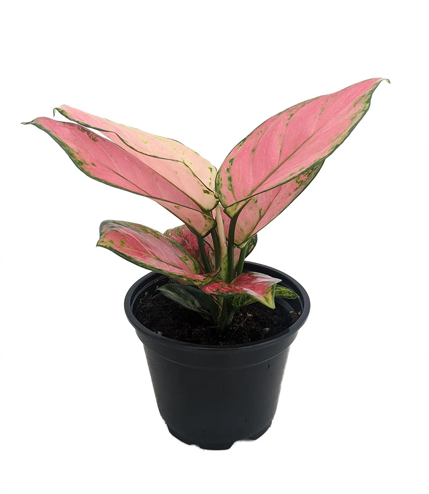 Cherry Chinese Evergreen Plant - Aglaonema-Grows In Dim Light-4" Pot-Collector's 2 Cherry Chinese Evergreen Plant - Aglaonema-Grows In Dim Light-4" Pot-Collector's - Image 2