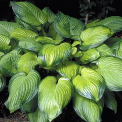 Guacamole Hosta - Hosta Of The Year 2002 - Live Plant - Quart Pot