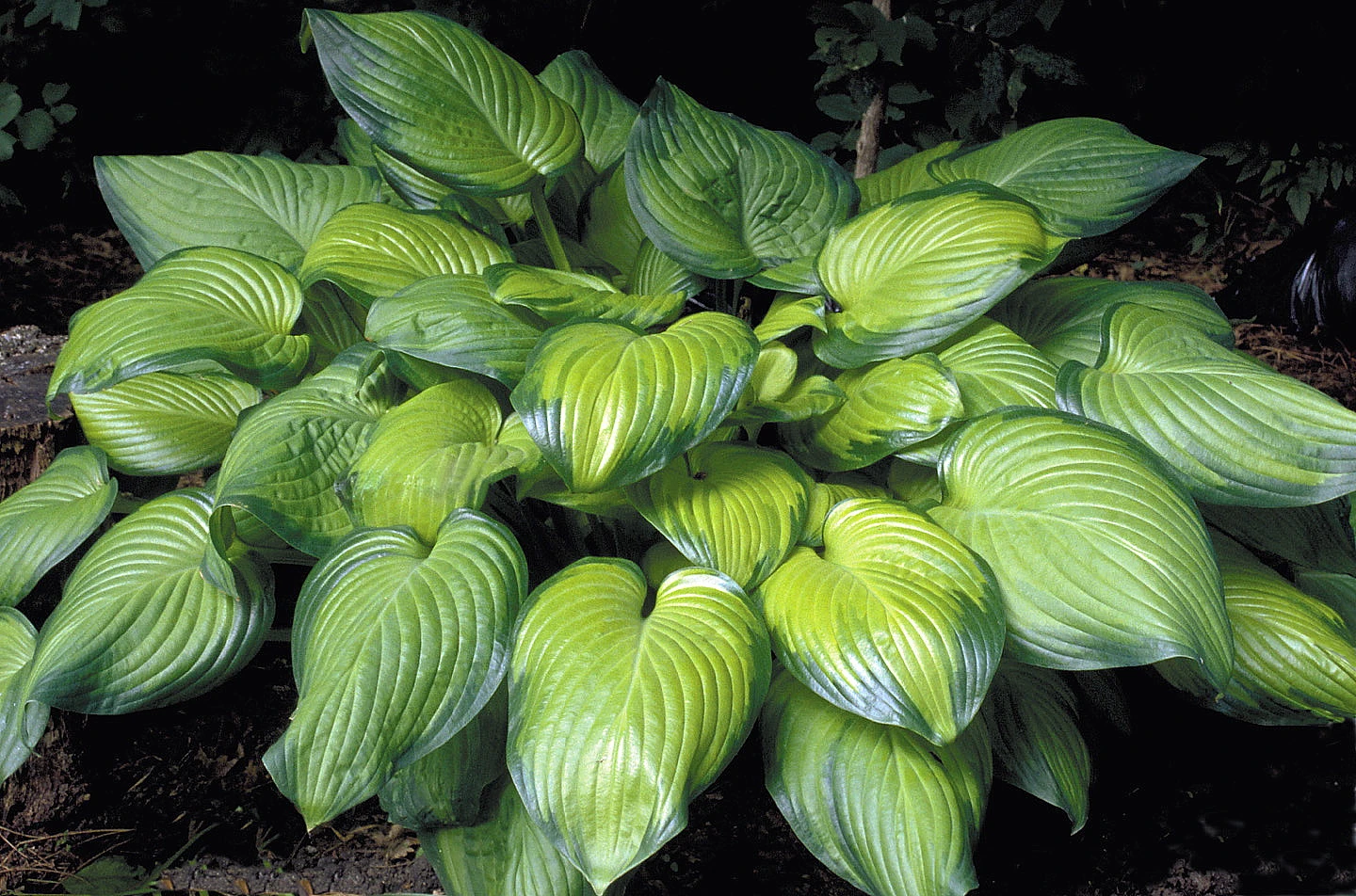 Guacamole Hosta - Hosta Of The Year 2002 - Live Plant - Quart Pot 1 Guacamole Hosta - Hosta Of The Year 2002 - Live Plant - Quart Pot