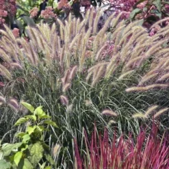Hameln Dwarf Fountain Grass - Pennisetum - Hameln - Quart Pot 8 Hameln Dwarf Fountain Grass - Pennisetum - Hameln - Quart Pot -Outlet Buds Grow Store apiyzw2vb 06557.1592333043