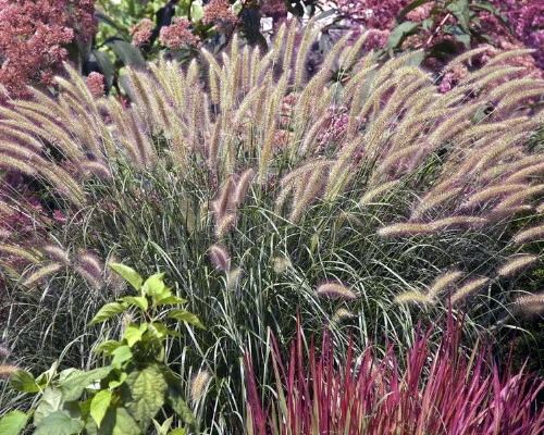 Hameln Dwarf Fountain Grass - Pennisetum - Hameln - Quart Pot 4 Hameln Dwarf Fountain Grass - Pennisetum - Hameln - Quart Pot - Image 4