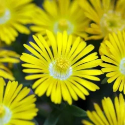 Golden Wonder Ice Plant - Perennial - Delosperma - Live Plant - Quart Pot