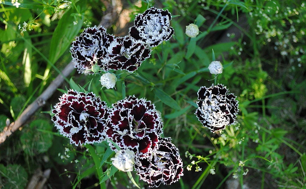 Velvet N Lace Dianthus Perennial - Live Plant - Quart Pot 2 Velvet N Lace Dianthus Perennial - Live Plant - Quart Pot - Image 2