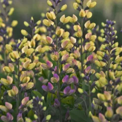Decadence® Pink Lemonade Baptisia - False Indigo - Proven Winners - Gallon Pot