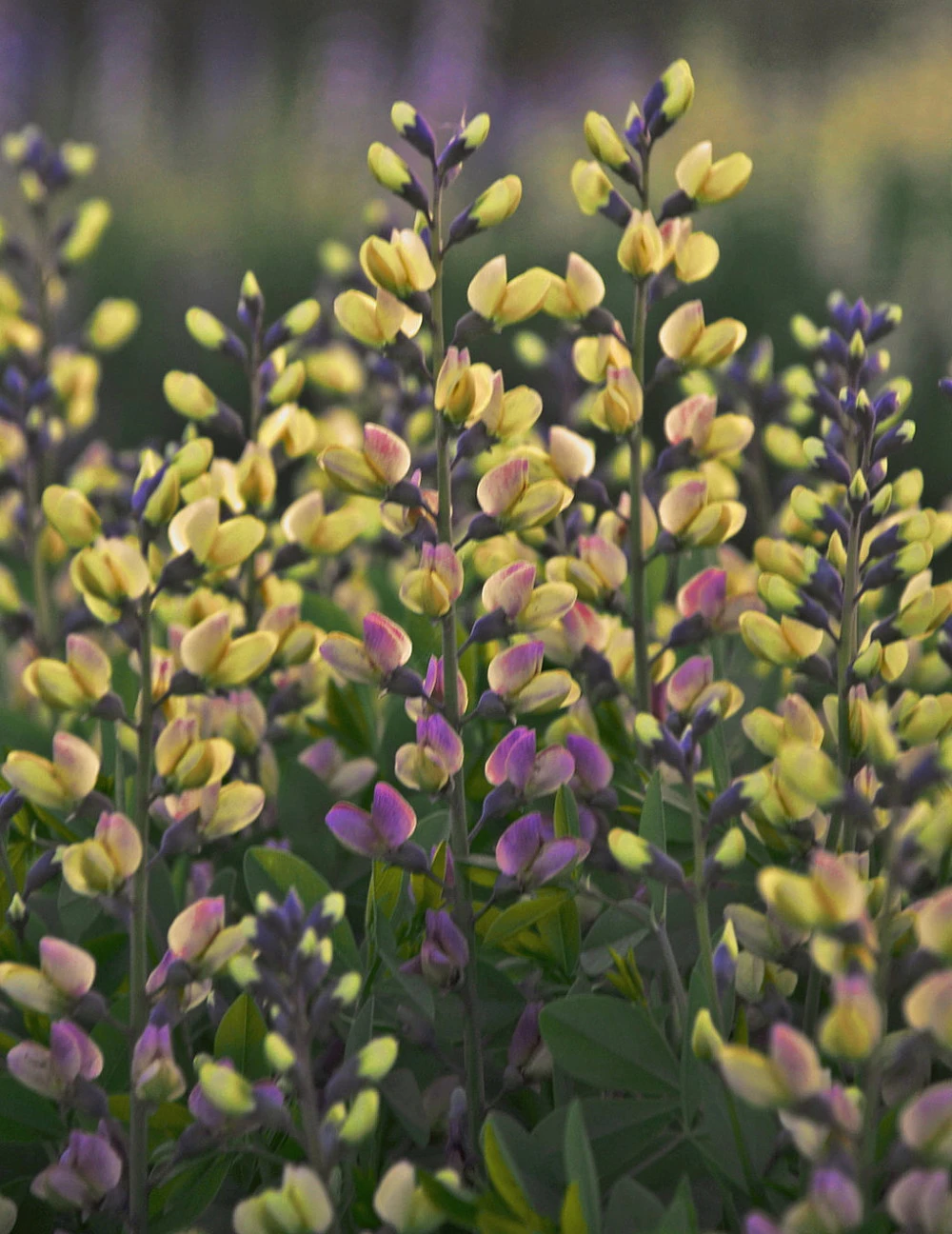 Decadence® Pink Lemonade Baptisia - False Indigo - Proven Winners - Gallon Pot 1 Decadence® Pink Lemonade Baptisia - False Indigo - Proven Winners - Gallon Pot