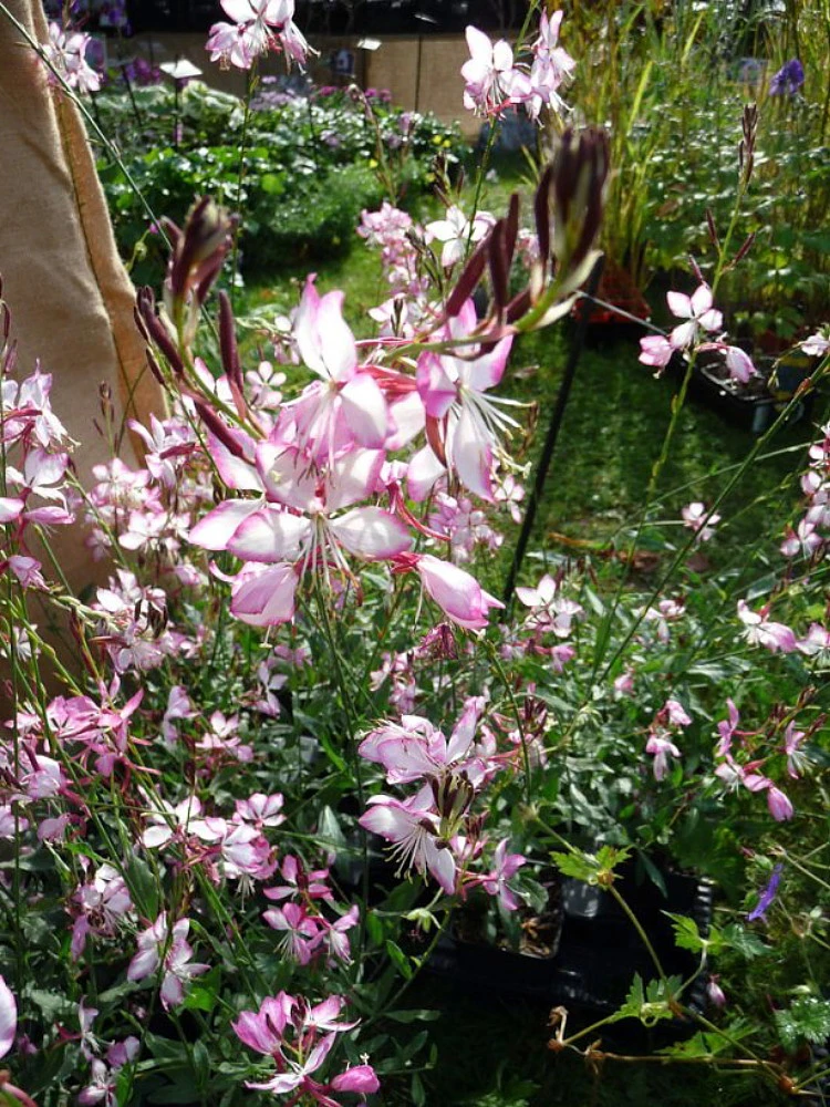 Rosy Jane Whirling Butterflies Perennial - Gaura - Live Plant - Quart Pot 2 Rosy Jane Whirling Butterflies Perennial - Gaura - Live Plant - Quart Pot - Image 2