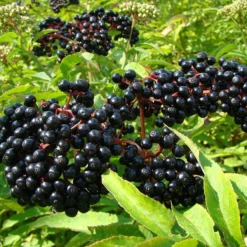 Ranch Elderberry Perennial Shrub - Sambucus - 3.25" Pot