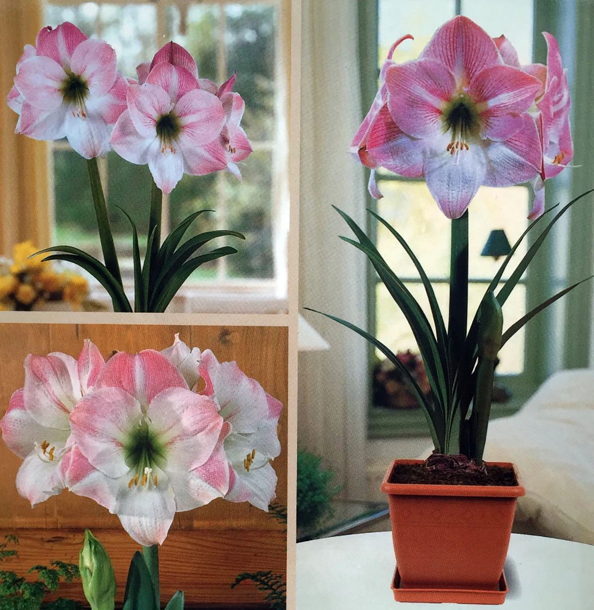 Amaryllis Kit: Apple Blossom + Plastic Pot & Soil - 26/28 Cm Bulb - Netherland 2 Amaryllis Kit: Apple Blossom + Plastic Pot & Soil - 26/28 Cm Bulb - Netherland - Image 2