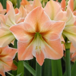 Apricot Parfait Dutch Amaryllis Bulb - 34/36 Cm Bulb -Outlet Buds Grow Store apricotparfait3 72651.1666384542