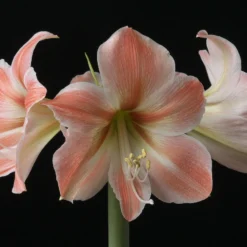 Apricot Parfait Dutch Amaryllis Bulb - 34/36 Cm Bulb