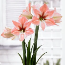 Apricot Parfait Dutch Amaryllis Bulb - 34/36 Cm Bulb -Outlet Buds Grow Store apricotparfaitam1 38418.1666384542