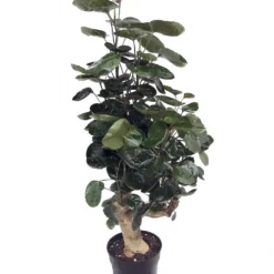Fabian Japanese Ming Aralia Tree - Polyscias - Indoor - 6" Pot - Thick Trunk