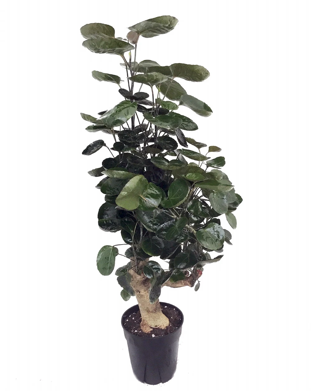 Fabian Japanese Ming Aralia Tree - Polyscias - Indoor - 6" Pot - Thick Trunk 1 Fabian Japanese Ming Aralia Tree - Polyscias - Indoor - 6" Pot - Thick Trunk
