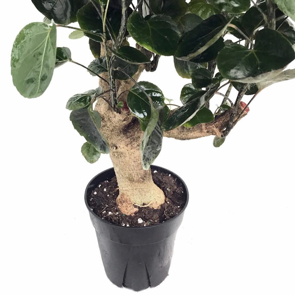 Fabian Japanese Ming Aralia Tree - Polyscias - Indoor - 6" Pot - Thick Trunk 2 Fabian Japanese Ming Aralia Tree - Polyscias - Indoor - 6" Pot - Thick Trunk - Image 2