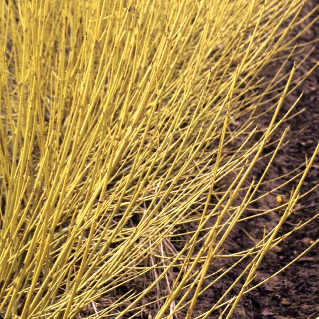 Arctic Fire® Yellow - Cornus Sericea - Redtwig Dogwood - Proven Winners - 4" Pot 1 Arctic Fire® Yellow - Cornus Sericea - Redtwig Dogwood - Proven Winners - 4" Pot