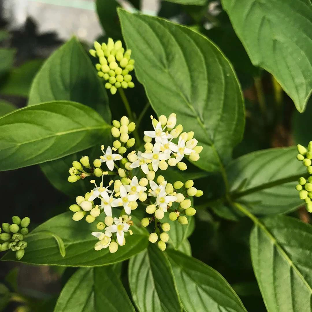 Arctic Fire® Yellow - Cornus Sericea - Redtwig Dogwood - Proven Winners - 4" Pot 2 Arctic Fire® Yellow - Cornus Sericea - Redtwig Dogwood - Proven Winners - 4" Pot - Image 2