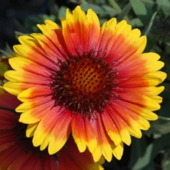 Arizona Sun Blanket Flower Perennial - Gaillardia - Hardy - Quart Pot