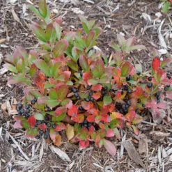 GROUND HUG® Aronia - Proven Winner - 4" Pot 7 GROUND HUG® Aronia - Proven Winner - 4" Pot -Outlet Buds Grow Store aronia ground hog 4 1080 1080 60 69637.1615344737