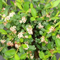 GROUND HUG® Aronia - Proven Winner - 4" Pot