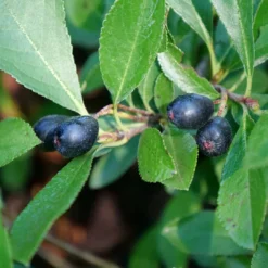 Outlet Buds Grow Store -Outlet Buds Grow Store aronia ground hog 3 1080 1080 60 73974.1615344737