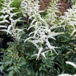 Cappuccino Astilbe - Shade Perennial - Live Plant - Gallon Pot