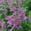Amethyst Astilbe - Live Plant - Quart Pot