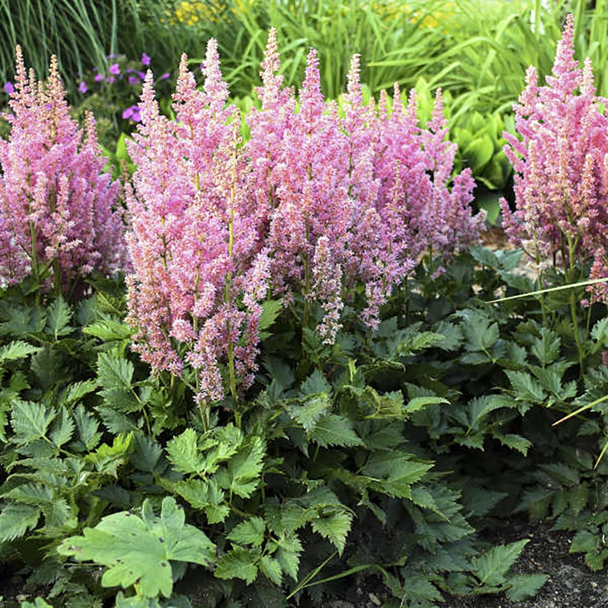 Little Vision In Pink False Spirea - Dwarf Astilbe Chinensis - Quart Pot 2 Little Vision In Pink False Spirea - Dwarf Astilbe Chinensis - Quart Pot - Image 2