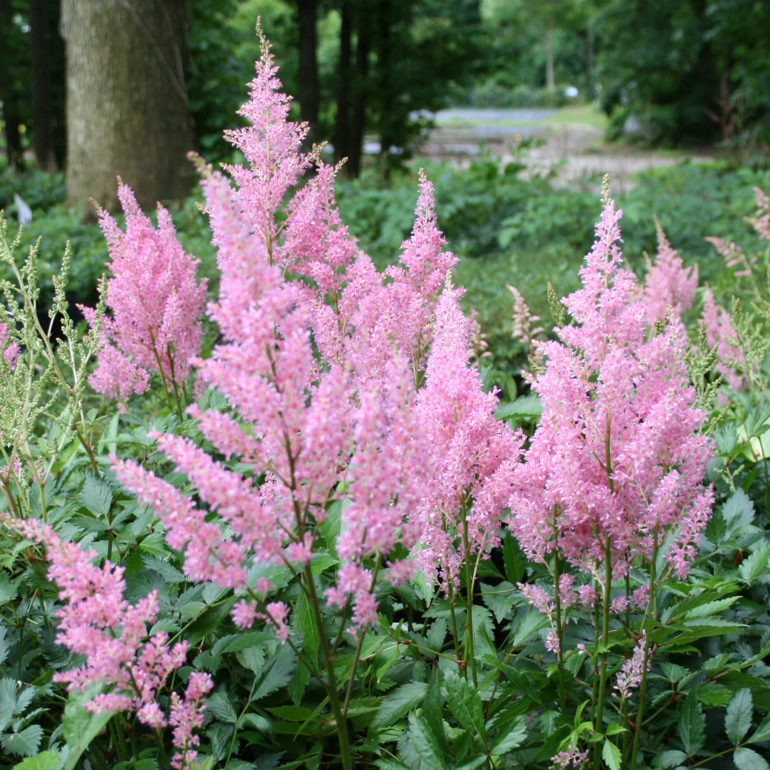 Little Vision In Pink False Spirea - Dwarf Astilbe Chinensis - Quart Pot 1 Little Vision In Pink False Spirea - Dwarf Astilbe Chinensis - Quart Pot