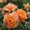 At Last® Rose Bush - 4" Pot - Fragrant - Proven Winners