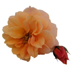 At Last® Rose Bush - 4" Pot - Fragrant - Proven Winners 5 At Last® Rose Bush - 4" Pot - Fragrant - Proven Winners -Outlet Buds Grow Store atlastrose2 19759.1615344637