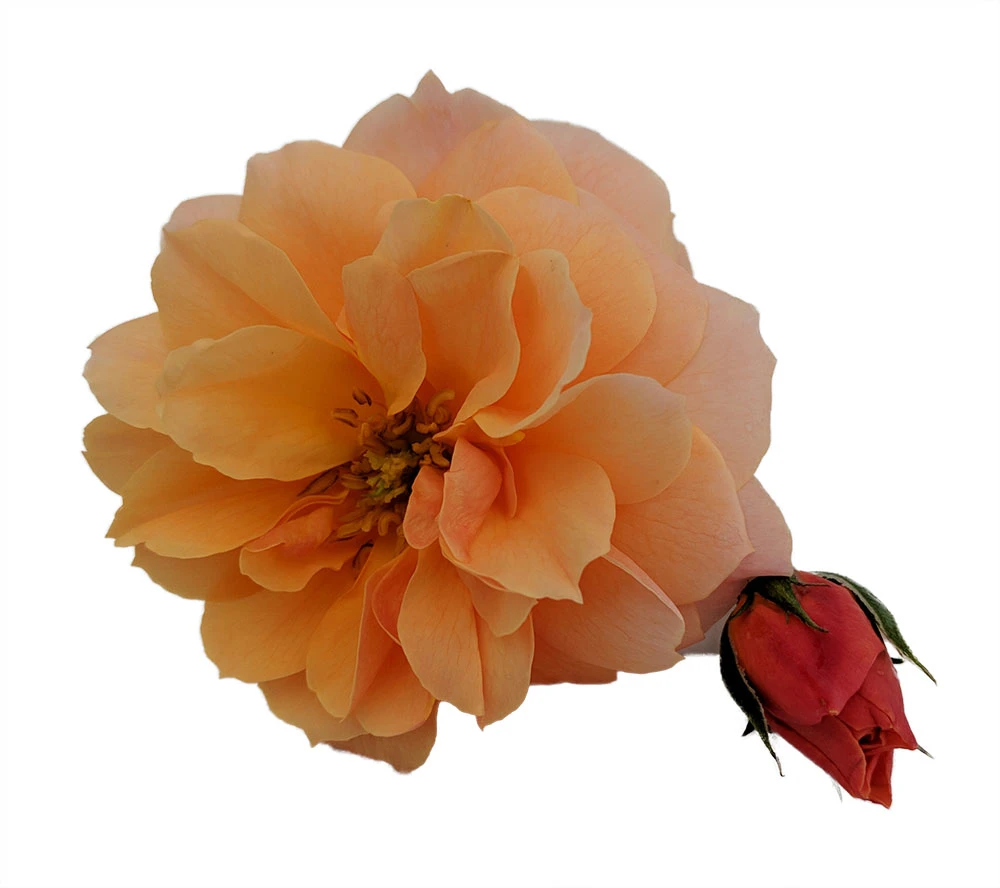 At Last® Rose Bush - 4" Pot - Fragrant - Proven Winners 3 At Last® Rose Bush - 4" Pot - Fragrant - Proven Winners - Image 3