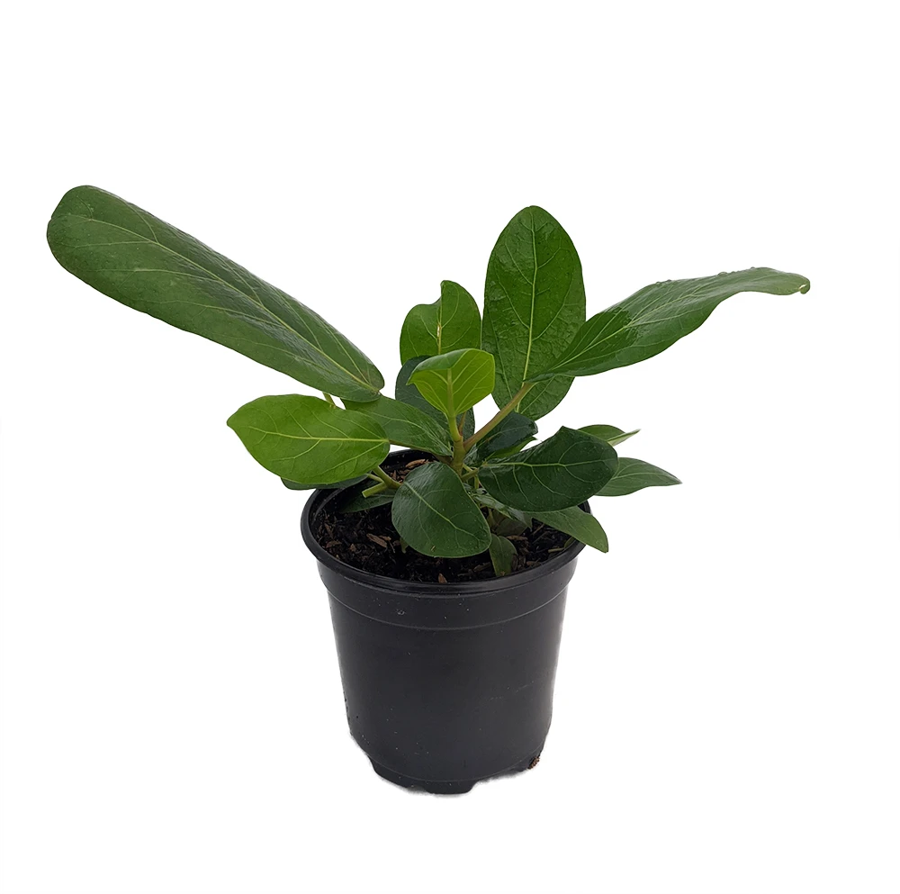 Audrey Indian Banyon Fig Tree - Ficus Benghalensis - 4" Pot - Easy To Grow 2 Audrey Indian Banyon Fig Tree - Ficus Benghalensis - 4" Pot - Easy To Grow - Image 2