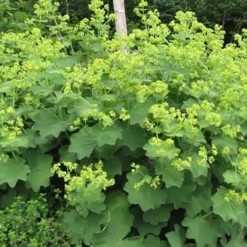Auslese Lady's Mantle Perennial - Alchemilla - Live Plant - Quart Pot