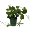 Hoya Australis - Exotic Yet Easy - 4" Pot