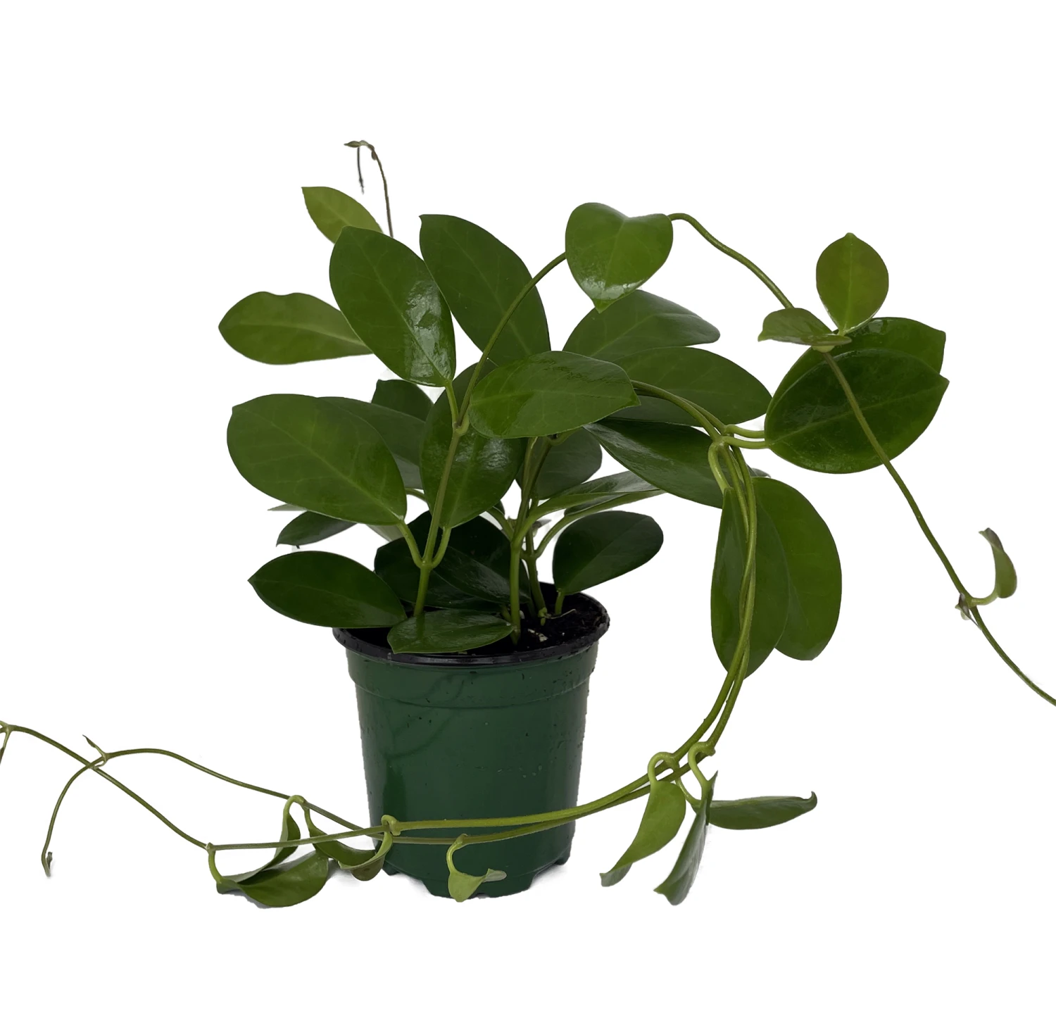 Hoya Australis - Exotic Yet Easy - 4" Pot 1 Hoya Australis - Exotic Yet Easy - 4" Pot