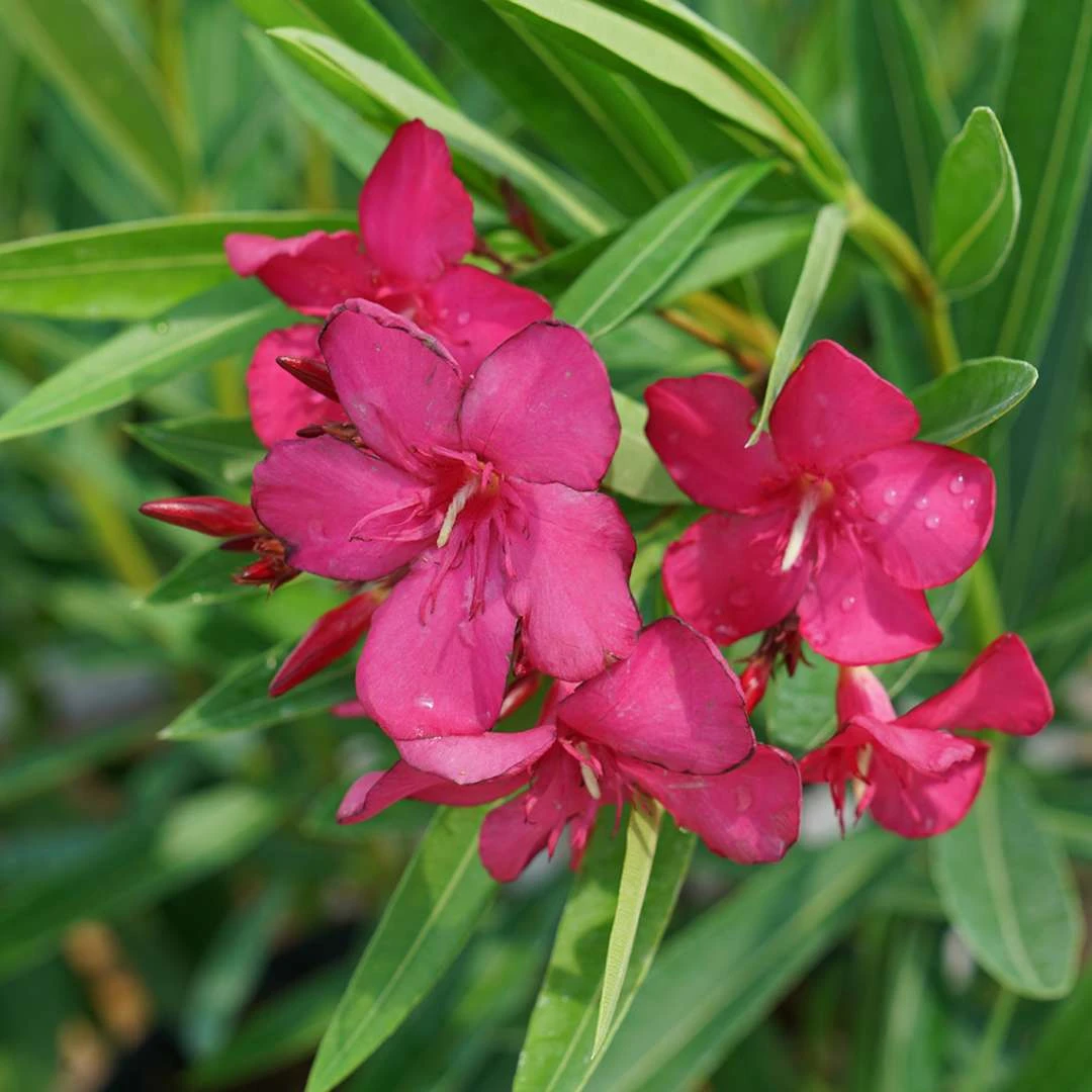 AUSTIN PRETTY LIMITS® - Nerium Oleander - Proven Winners - 4" Pot 3 AUSTIN PRETTY LIMITS® - Nerium Oleander - Proven Winners - 4" Pot - Image 3
