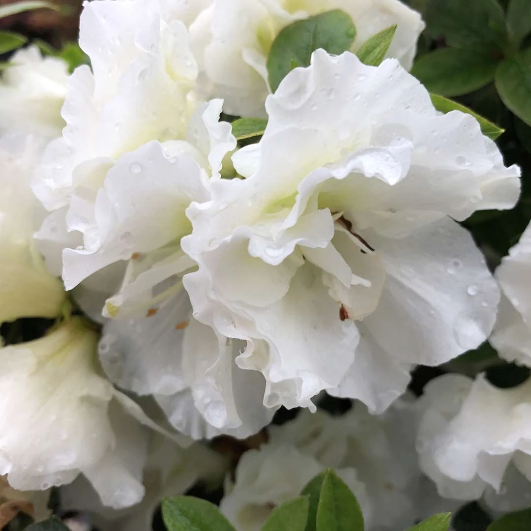 Perfecto Mundo® Double White Azalea - Reblooming - Proven Winners - 4" Pot 1 Perfecto Mundo® Double White Azalea - Reblooming - Proven Winners - 4" Pot