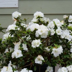 Perfecto Mundo® Double White Azalea - Reblooming - Proven Winners - 4" Pot 6 Perfecto Mundo® Double White Azalea - Reblooming - Proven Winners - 4" Pot -Outlet Buds Grow Store azalea perfecto mundo double white 3 1080 1080 60 53525.1654621678