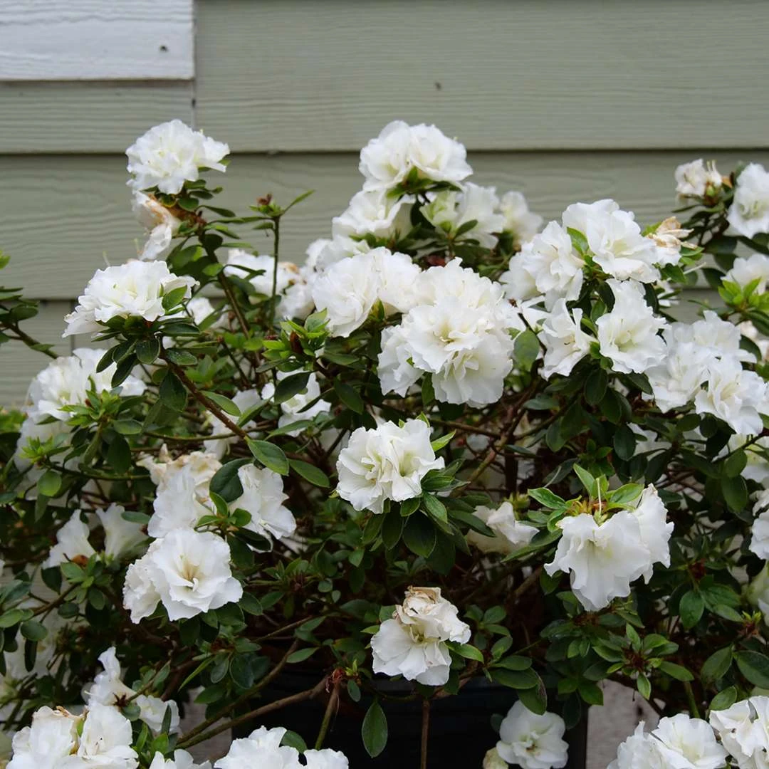 Perfecto Mundo® Double White Azalea - Reblooming - Proven Winners - 4" Pot 3 Perfecto Mundo® Double White Azalea - Reblooming - Proven Winners - 4" Pot - Image 3