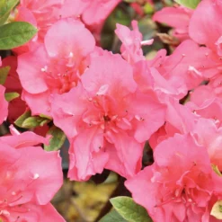 PERFECTO MUNDO EPIC CORAL® Reblooming Azalea - Proven Winners-4" Pot