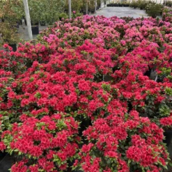 Perfecto Mundo® Red - Azalea- Reblooming - Proven Winners - 4" Pot -Outlet Buds Grow Store azalea perfecto mundo red 1 1080 1080 60 32477.1658347080