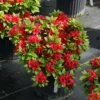 Perfecto Mundo® Red - Azalea- Reblooming - Proven Winners - 4" Pot