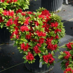 Perfecto Mundo® Red - Azalea- Reblooming - Proven Winners - 4" Pot