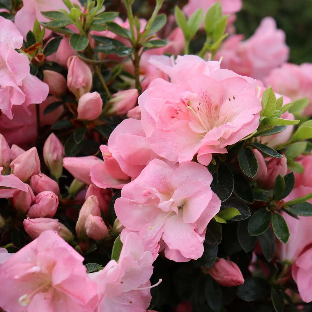 Perfecto Mundo Pink Carpet™ Reblooming Azalea - Rhododendron - 4" Pot 1 Perfecto Mundo Pink Carpet™ Reblooming Azalea - Rhododendron - 4" Pot