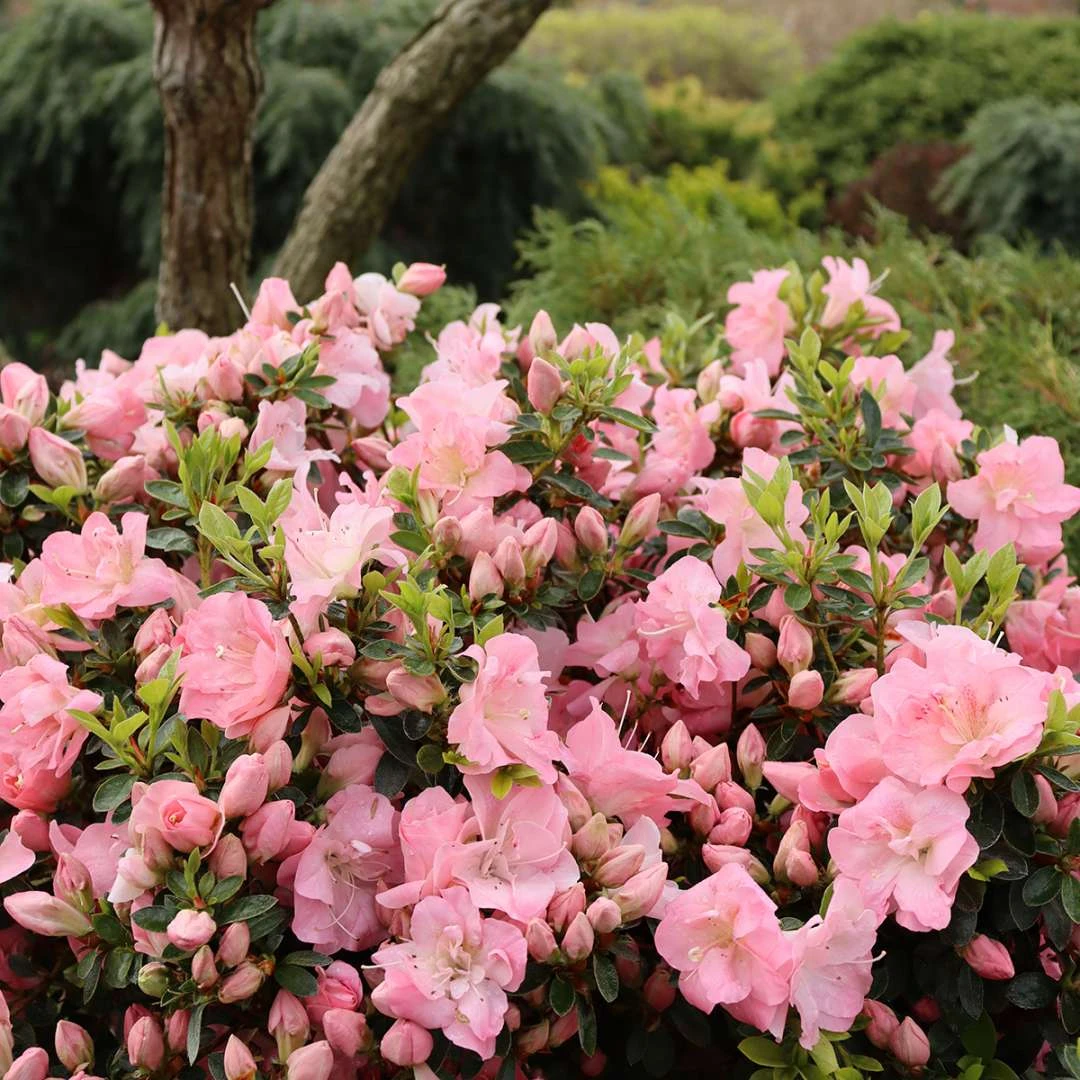 Perfecto Mundo Pink Carpet™ Reblooming Azalea - Rhododendron - 4" Pot 2 Perfecto Mundo Pink Carpet™ Reblooming Azalea - Rhododendron - 4" Pot - Image 2