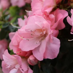 Perfecto Mundo Pink Carpet™ Reblooming Azalea - Rhododendron - 4" Pot 5 Perfecto Mundo Pink Carpet™ Reblooming Azalea - Rhododendron - 4" Pot -Outlet Buds Grow Store azalea perfecto pink carpet 5 1080 1080 60 93148.1675746560